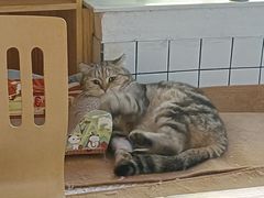 -喵屿·大理花园猫咖