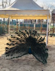 -萌宠亲子动物乐园(槐房万达店)