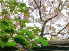 -西安青龙寺遗址景区