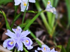 -西山漾湿地公园