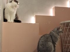 -猫儿山۰猫主题餐厅