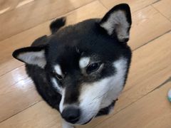 -是阿柴呀！柴犬咖啡·爱喵喵猫咖