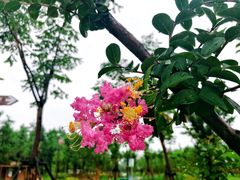 景点-上海长兴岛郊野公园