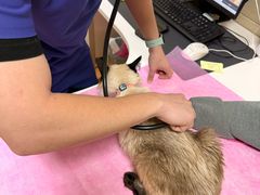 -北京观赏动物医院·24小时大型综合·猫专科·异宠专科