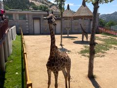 -西霞口神雕山野生动物世界