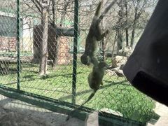 android_upload_pic-新疆天山野生动物园