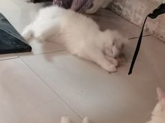 -平行世界·猫咖(首经贸店)