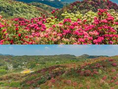 -贵州百里杜鹃风景名胜区