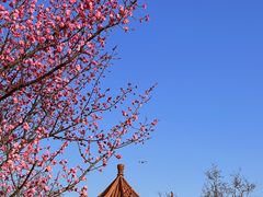 -开福禅寺