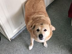 -安安宠医·安宠宠物医院