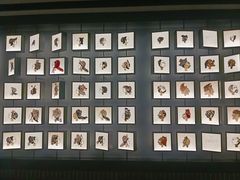 -四川大学博物馆
