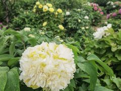 -曹州百花园