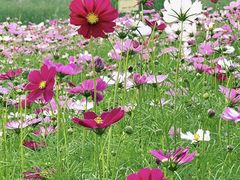 -洋湖国家湿地公园