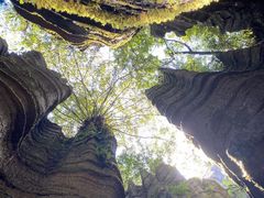 -梭布垭石林景区