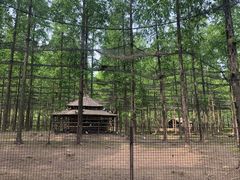 -黄海国家森林公园