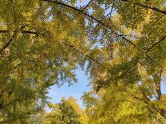 -三里屯东五街银杏大道