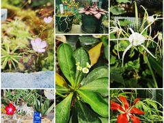 -国家植物园南园