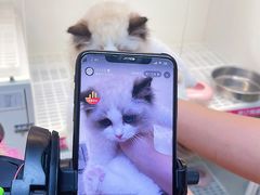 -lincat·猫舍(广州店)