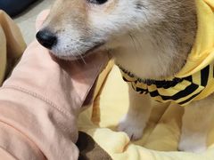 -逗柴咖啡屋·狗咖猫咖宠物桌游