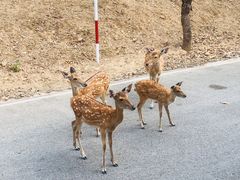 -清迈夜间动物园