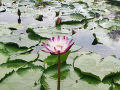 -云溪植物园