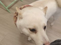 -柴迷FANS CLUB·柴犬狗咖·猫咖