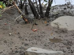 -东寨港红树林旅游区