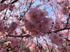 -顾村公园