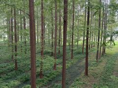 -黄海国家森林公园