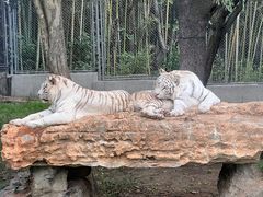 -上海野生动物园