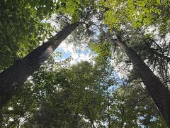 -五营红松林海景区