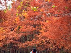 -白鹭湾湿地公园