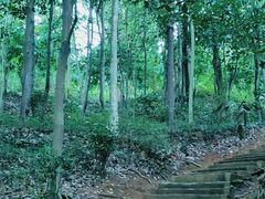 -上海佘山国家森林公园天马山园