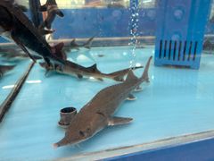 -麦德龙(浦东店)