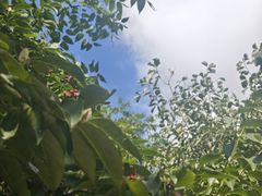 -石老人观光园