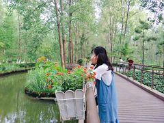 -合肥滨湖国家森林公园