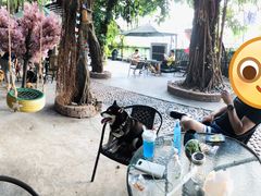 -柴犬高等学院·狗咖·柴犬售卖·宠物训练