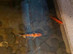 -佬麻雀·剁椒鱼头(京基KK One店)