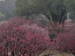 -无锡梅园公园