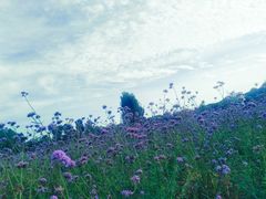 -北京东方普罗旺斯薰衣草庄园