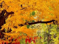 -遵化市禅林寺古银杏风景园