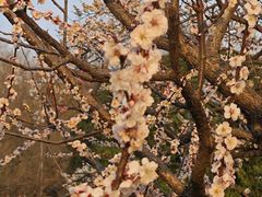 -大塘金香草谷