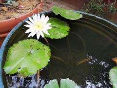 -吴家馄饨