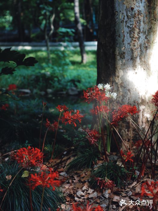 上海共青森林公园图片