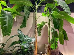 -单家老院·院子里的青岛菜(沙子口店)