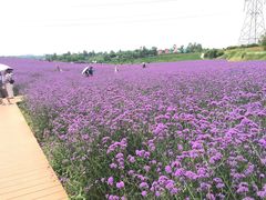 -紫颐香薰山谷景区