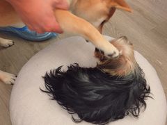 -浣熊柯尔鸭土拨鼠·电玩咖