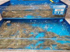 深水虾-帝皇海海鲜豆捞(桐泾商务广场店)