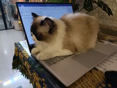 -平行世界·猫咖(首经贸店)