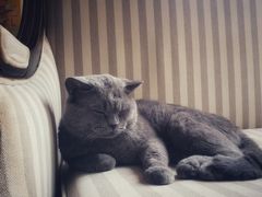-醍茉甜点